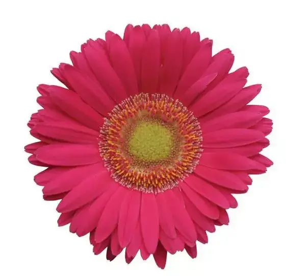 Гербера Revolution Ярко-розовая со светлым центром - Bright Rose with Light Eye, Gerbera jamesonii - Фото №1