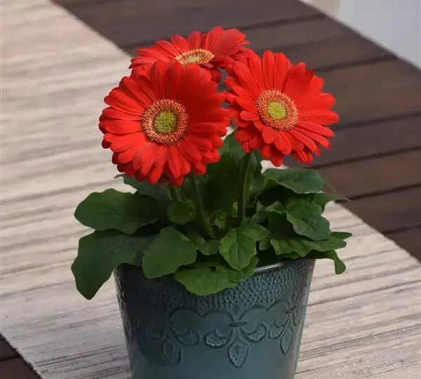 Гербера ColorBloom Вишнёвая со светлым центром - Cherry with Light Eye, Gerbera jamesonii - Фото №2