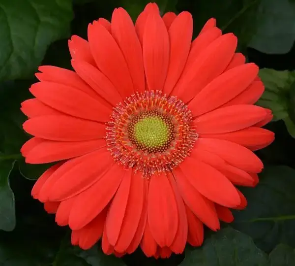 Гербера ColorBloom Вишнёвая со светлым центром - Cherry with Light Eye, Gerbera jamesonii - Фото №1