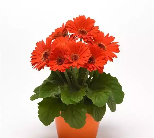 Гербера ColorBloom Тёмно-оранжевая с тёмным центром - Deep Orange with Dark Eye, Gerbera jamesonii - Фото №2