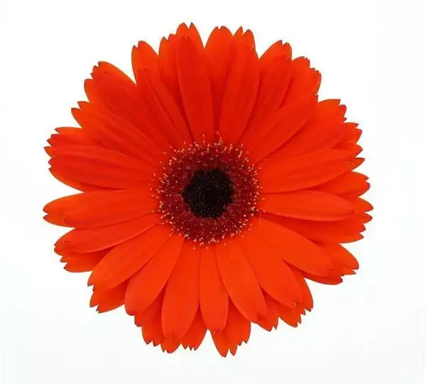 Гербера ColorBloom Тёмно-оранжевая с тёмным центром - Deep Orange with Dark Eye, Gerbera jamesonii - Фото №1