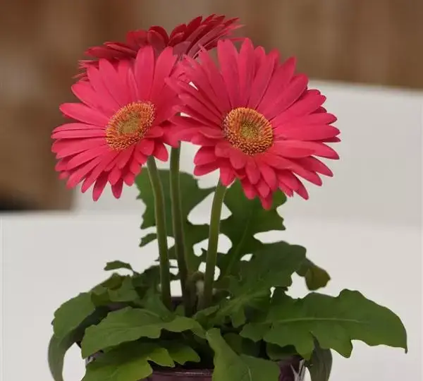 Гербера Revolution Насыщенно-розовая со светлым центром - Deep Pink with Light Eye, Gerbera jamesonii - Фото №2