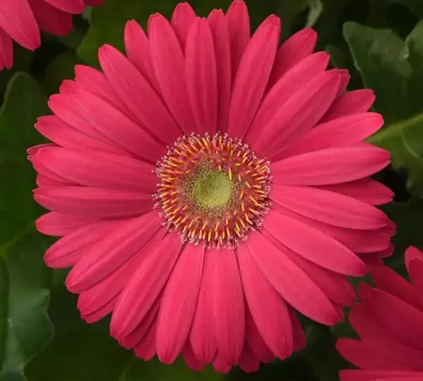 Гербера Revolution Насыщенно-розовая со светлым центром - Deep Pink with Light Eye, Gerbera jamesonii - Фото №1