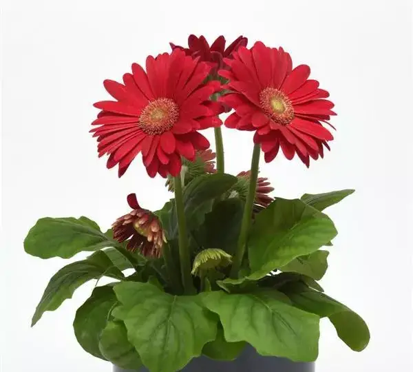 Гербера ColorBloom Тёмно-розовая со светлым центром - Deep Rose with Light Eye, Gerbera jamesonii - Фото №2