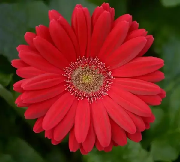 Гербера ColorBloom Тёмно-розовая со светлым центром - Deep Rose with Light Eye, Gerbera jamesonii - Фото №1