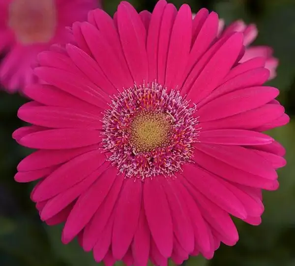 Гербера Mega Revolution Тёмно-розовая со светлым центром - Deep Rose with Light Eye, Gerbera jamesonii - Фото №1