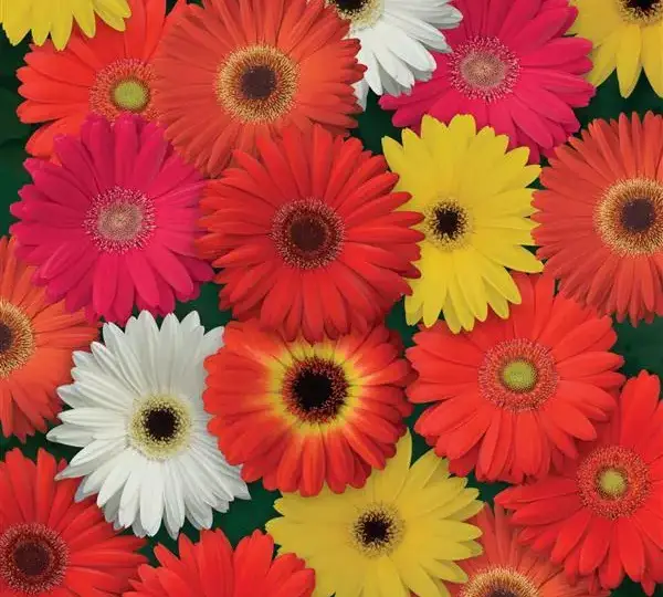 Гербера ColorBloom Смесь окрасок - Mixture, Gerbera jamesonii - Фото №1