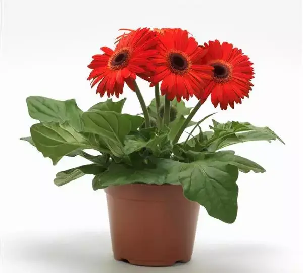 Гербера Mega Revolution Оранжевая с тёмным центром - Orange with Dark Eye, Gerbera jamesonii - Фото №2