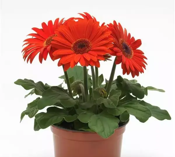 Гербера Revolution Оранжевая с тёмным центром - Orange with Dark Eye, Gerbera jamesonii - Фото №2