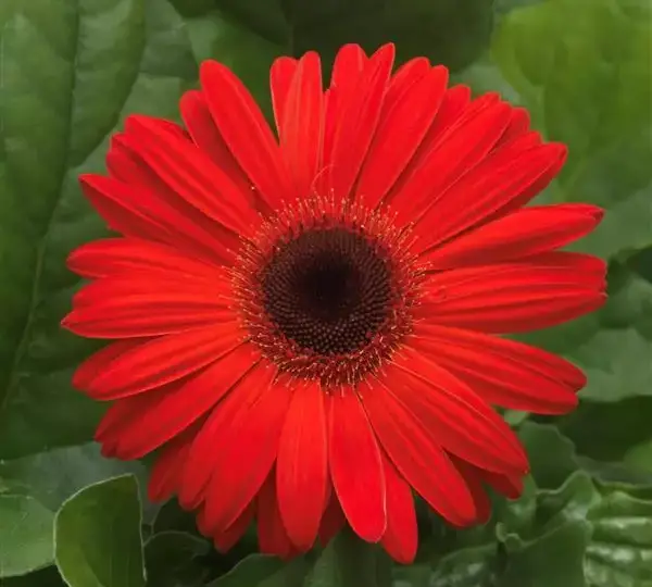 Гербера Mega Revolution Оранжевая с тёмным центром - Orange with Dark Eye, Gerbera jamesonii - Фото №1
