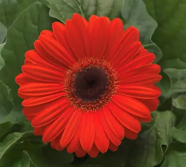 Гербера Revolution Оранжевая с тёмным центром - Orange with Dark Eye, Gerbera jamesonii - Фото №1