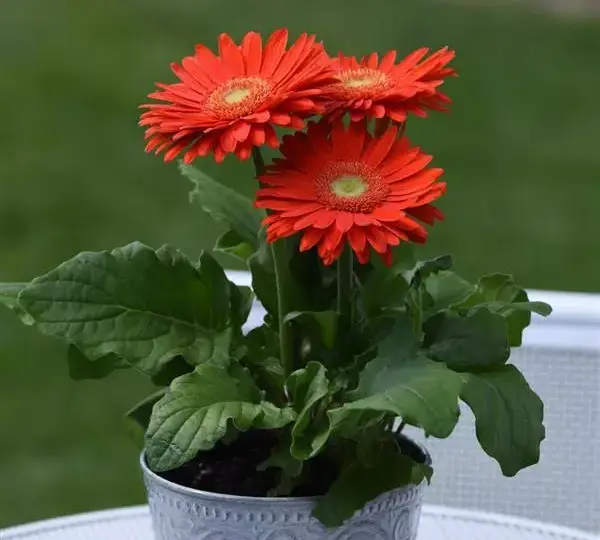 Гербера Mega Revolution Оранжевая со светлым центром - Orange with Light Eye, Gerbera jamesonii - Фото №2