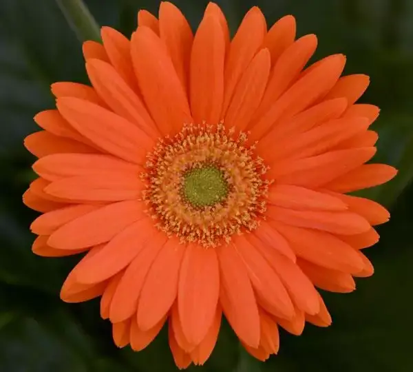 Гербера Mega Revolution Оранжевая со светлым центром - Orange with Light Eye, Gerbera jamesonii - Фото №1