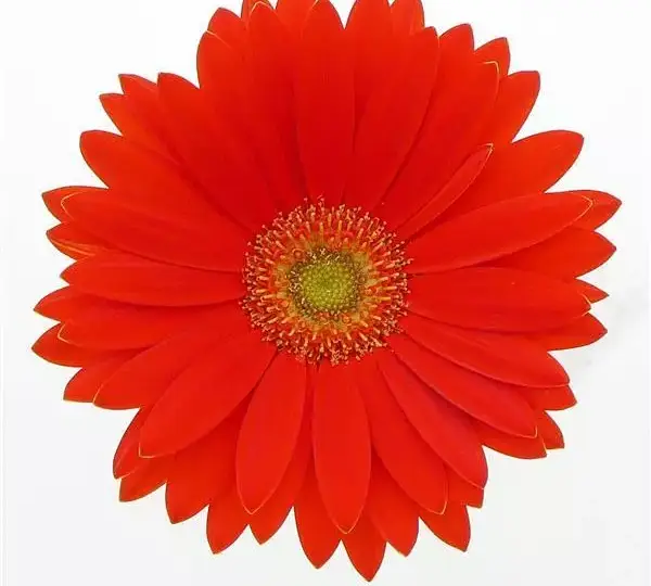 Гербера Revolution Оранжевая со светлым центром - Orange with Light Eye, Gerbera jamesonii - Фото №1