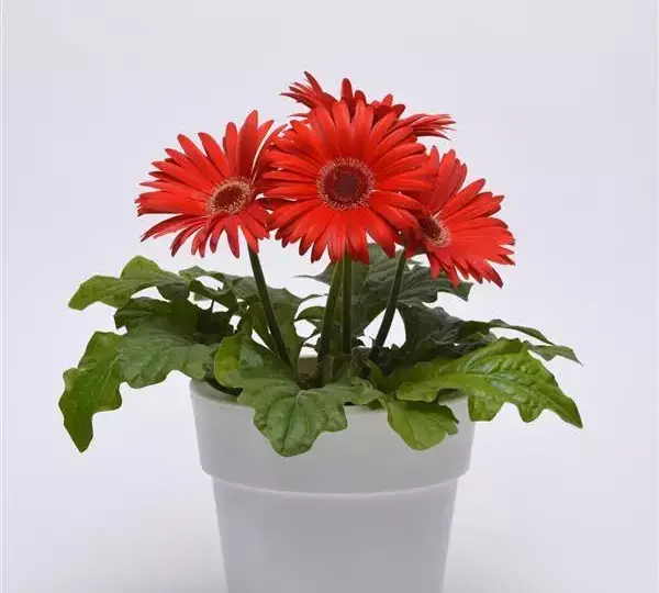 Гербера ColorBloom Красная с тёмным центром - Red with Dark Eye, Gerbera jamesonii - Фото №2