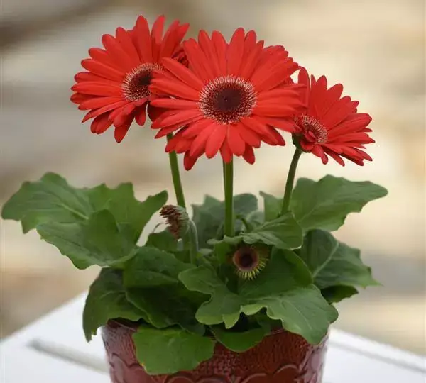 Гербера Revolution Красная с тёмным центром - Red with Dark Eye, Gerbera jamesonii - Фото №2