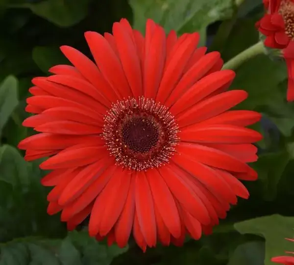 Гербера ColorBloom Красная с тёмным центром - Red with Dark Eye, Gerbera jamesonii - Фото №1
