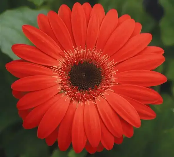 Гербера Revolution Красная с тёмным центром - Red with Dark Eye, Gerbera jamesonii - Фото №1