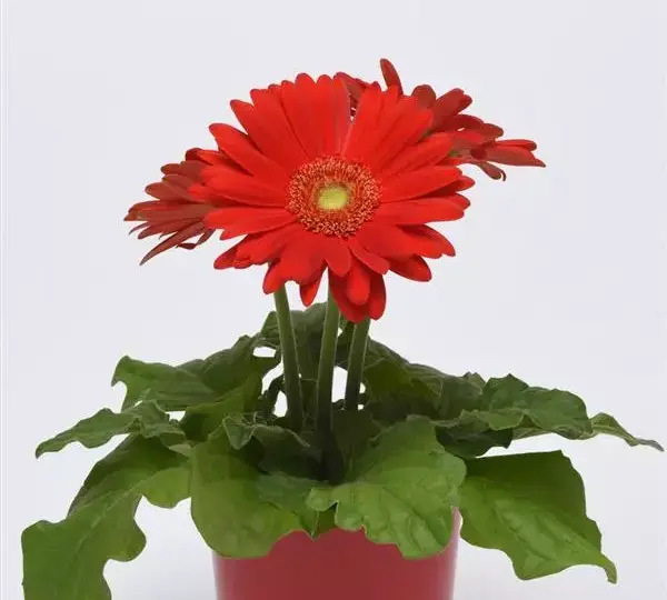 Гербера ColorBloom Красная со светлым центром - Red with Light Eye, Gerbera jamesonii - Фото №2