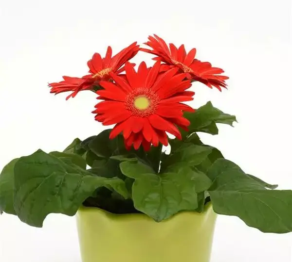 Гербера Revolution Красная со светлым центром - Red with Light Eye, Gerbera jamesonii - Фото №2