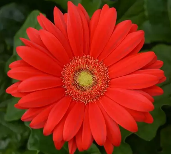 Гербера ColorBloom Красная со светлым центром - Red with Light Eye, Gerbera jamesonii - Фото №1