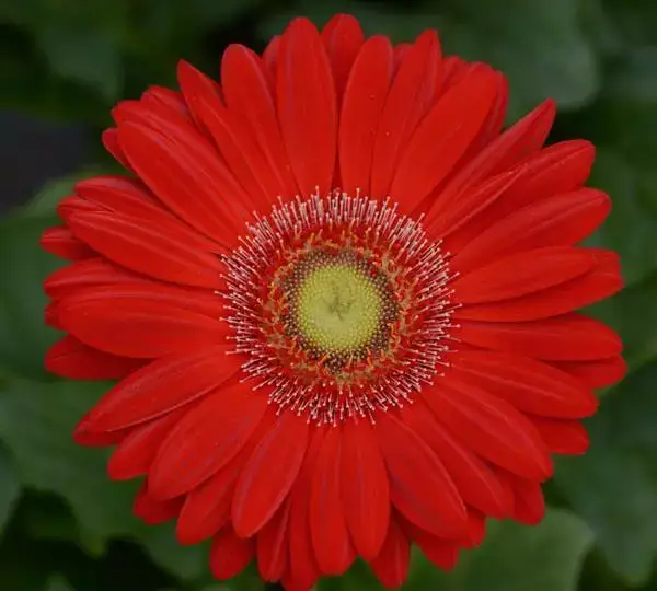 Гербера Revolution Красная со светлым центром - Red with Light Eye, Gerbera jamesonii - Фото №1