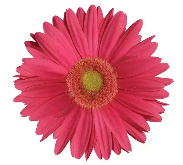 Гербера Mega Revolution Розовая со светлым центром - Rose with Light Eye, Gerbera jamesonii - Фото №1