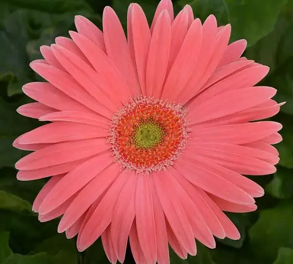 Гербера Revolution Лососёво-розовые оттенки со светлым центром - Salmon Shades with Light Eye, Gerbera jamesonii - Фото №1