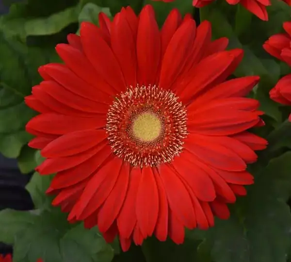 Гербера Mega Revolution Алые со светлым центром - Scarlet Red with Light Eye, Gerbera jamesonii - Фото №1