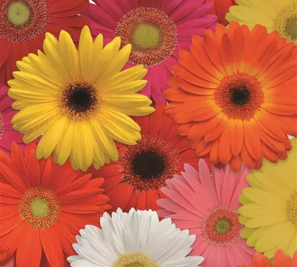 Гербера Revolution Смесь Селект - Select Mixture, Gerbera jamesonii - Фото №1