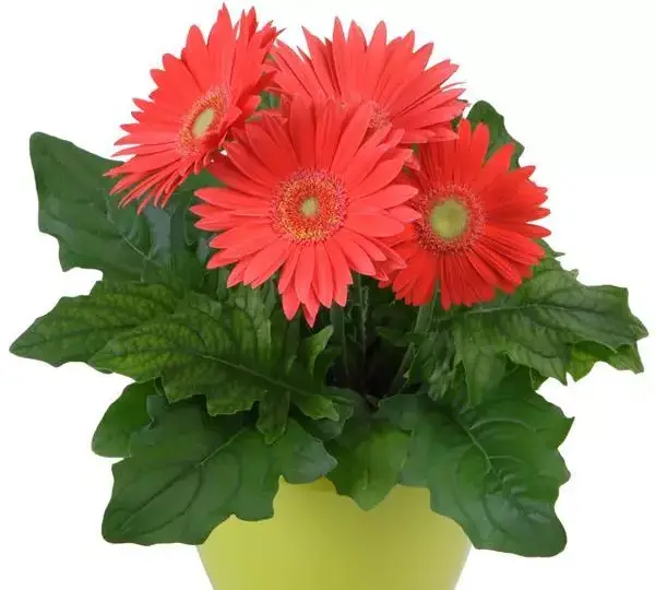 Гербера Mega Revolution Арбузная - Watermelon, Gerbera jamesonii - Фото №2
