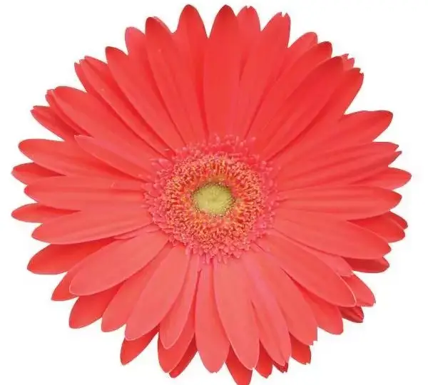 Гербера Mega Revolution Арбузная - Watermelon, Gerbera jamesonii - Фото №1