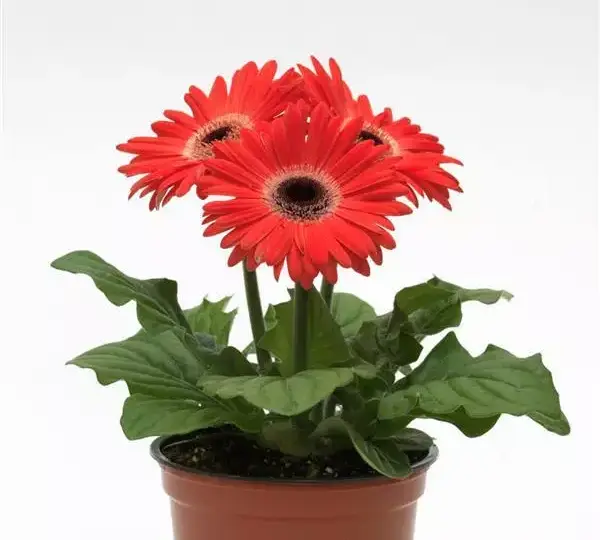 Гербера ColorBloom Арбузная с тёмным центром - Watermelon with Dark Eye, Gerbera jamesonii - Фото №2