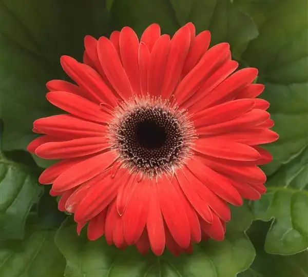 Гербера ColorBloom Арбузная с тёмным центром - Watermelon with Dark Eye, Gerbera jamesonii - Фото №1