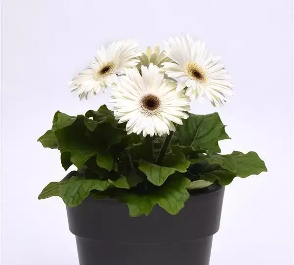 Гербера ColorBloom Белая с тёмным центром - White with Dark Eye, Gerbera jamesonii - Фото №2