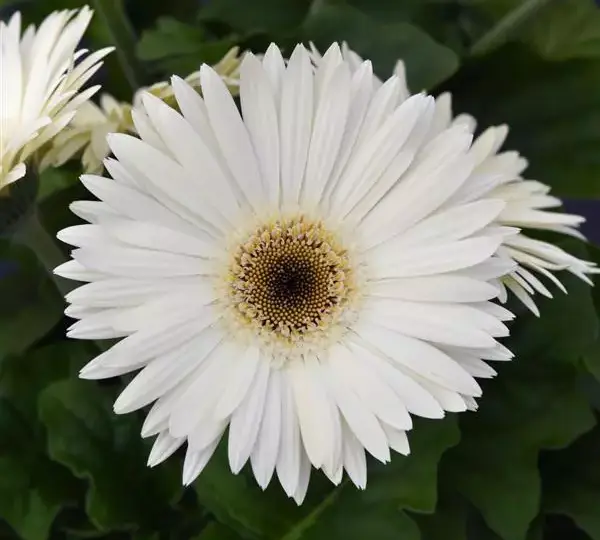 Гербера ColorBloom Белая с тёмным центром - White with Dark Eye, Gerbera jamesonii - Фото №1