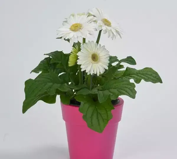 Гербера Mega Revolution Белая со светлым центром - White with Light Eye, Gerbera jamesonii - Фото №2