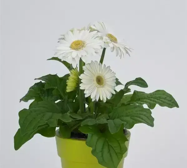 Гербера Revolution Белая со светлым центром - White with Light Eye, Gerbera jamesonii - Фото №2