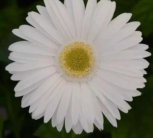 Гербера Mega Revolution Белая со светлым центром - White with Light Eye, Gerbera jamesonii - Фото №1