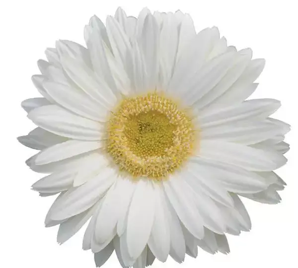 Гербера Revolution Белая со светлым центром - White with Light Eye, Gerbera jamesonii - Фото №1