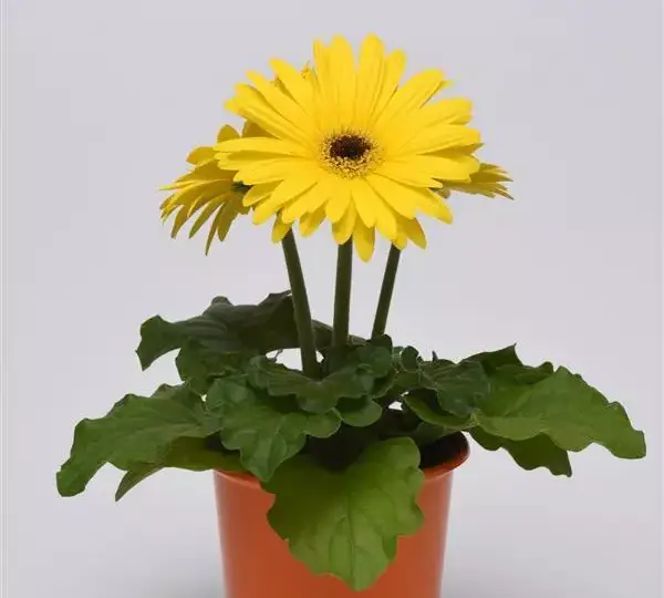 Гербера ColorBloom Жёлтая с тёмным центром - Yellow with Dark Eye, Gerbera jamesonii - Фото №2