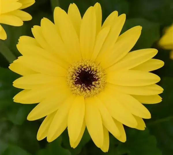 Гербера ColorBloom Жёлтая с тёмным центром - Yellow with Dark Eye, Gerbera jamesonii - Фото №1
