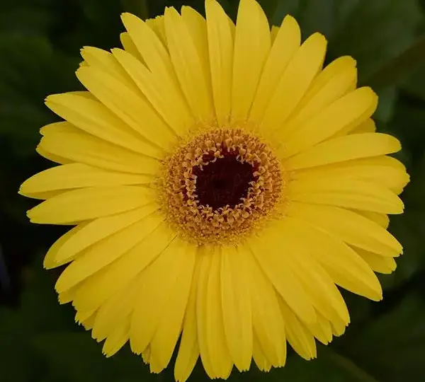 Гербера Mega Revolution Жёлтая с тёмным центром - Yellow with Dark Eye, Gerbera jamesonii - Фото №1