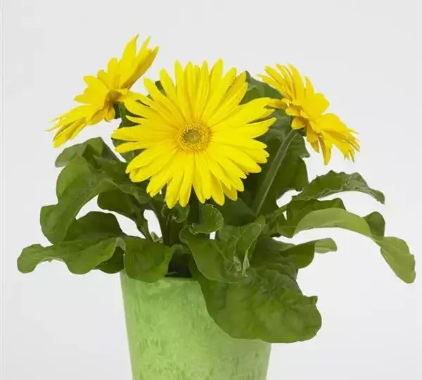 Гербера Revolution Жёлтая со светлым центром - Yellow with Light Eye, Gerbera jamesonii - Фото №2