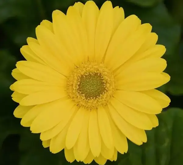 Гербера Revolution Жёлтая со светлым центром - Yellow with Light Eye, Gerbera jamesonii - Фото №1