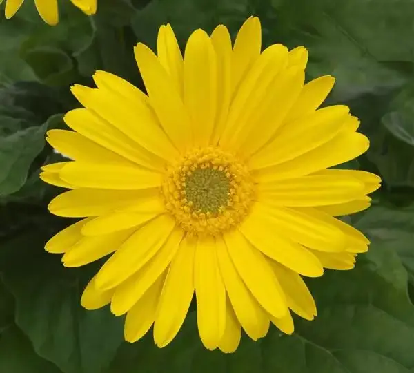 Гербера ColorBloom Жёлтая со светлым центром - Yellow with Light Eye, Gerbera jamesonii - Фото №1