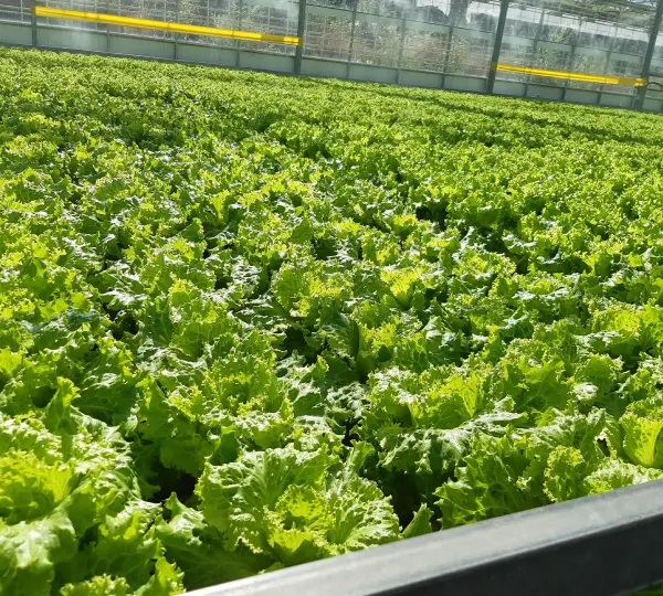 Салат Лени F1 - Lettuce Leny F1 - Фото №4