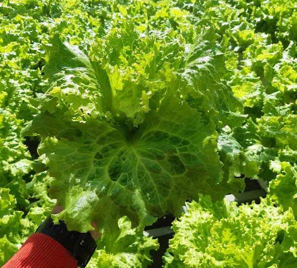 Салат Лени F1 - Lettuce Leny F1 - Фото №1