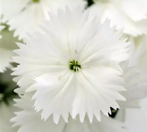Гвоздика Флорал Лейс Белая - Dianthus Floral Lace White - Фото №1