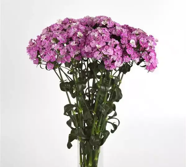 Гвоздика Амазон Лавандовая Мэджик - Dianthus Amazon Lavender Magic - Фото №2